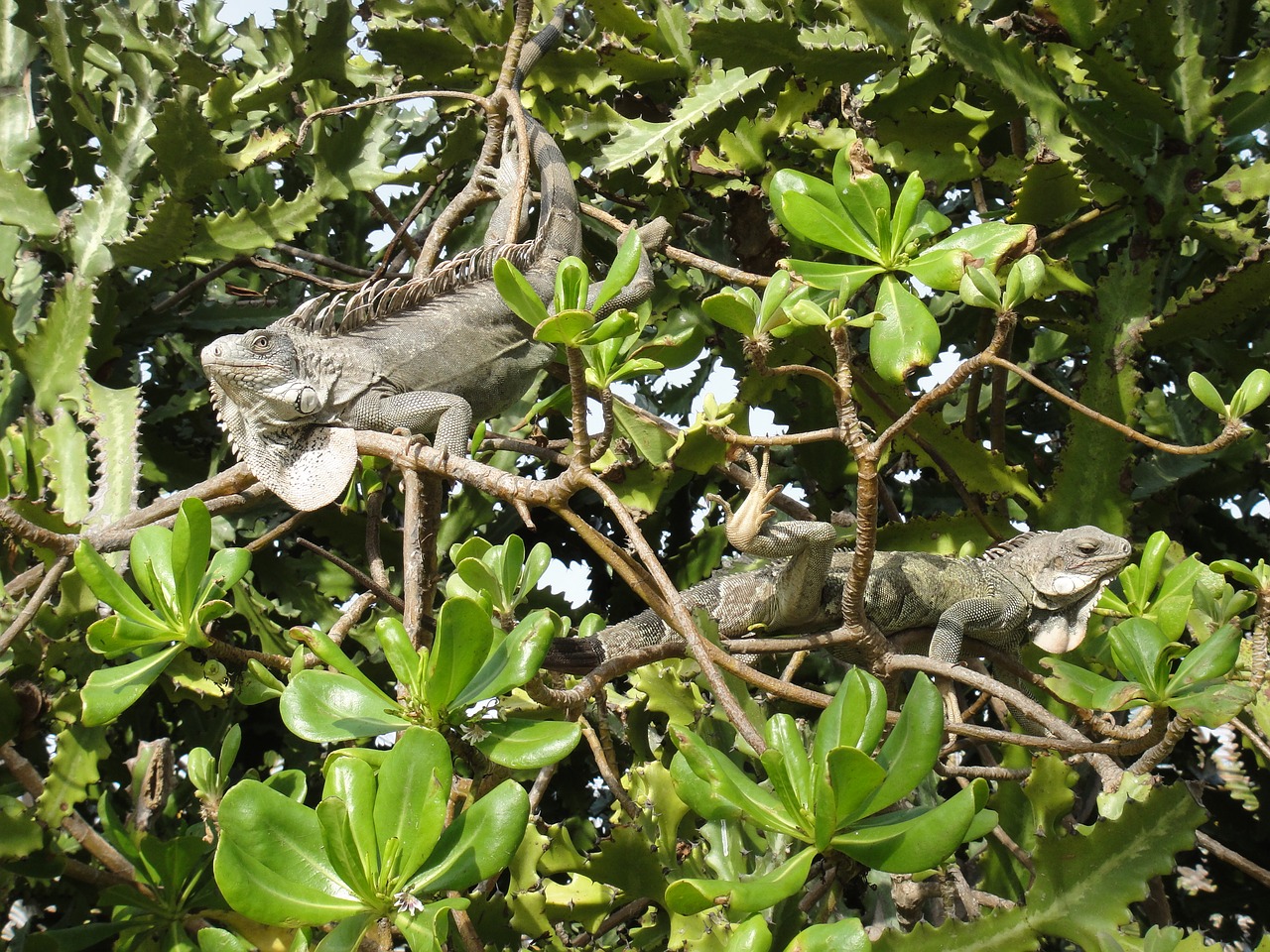 Iguanas, Ropliai, Bonaire, Gamta, Žvėrys, Nyderlandų Antilai, Žalias, Gyvūnai, Nemokamos Nuotraukos,  Nemokama Licenzija