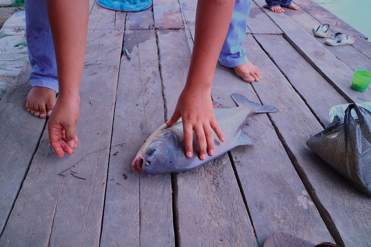 Ikan Bawal, Žvejyba, Žuvis, Jūros Gėrybės, Sidabras, Kontrastas, Uždaryti, Skalė, Nemokamos Nuotraukos,  Nemokama Licenzija