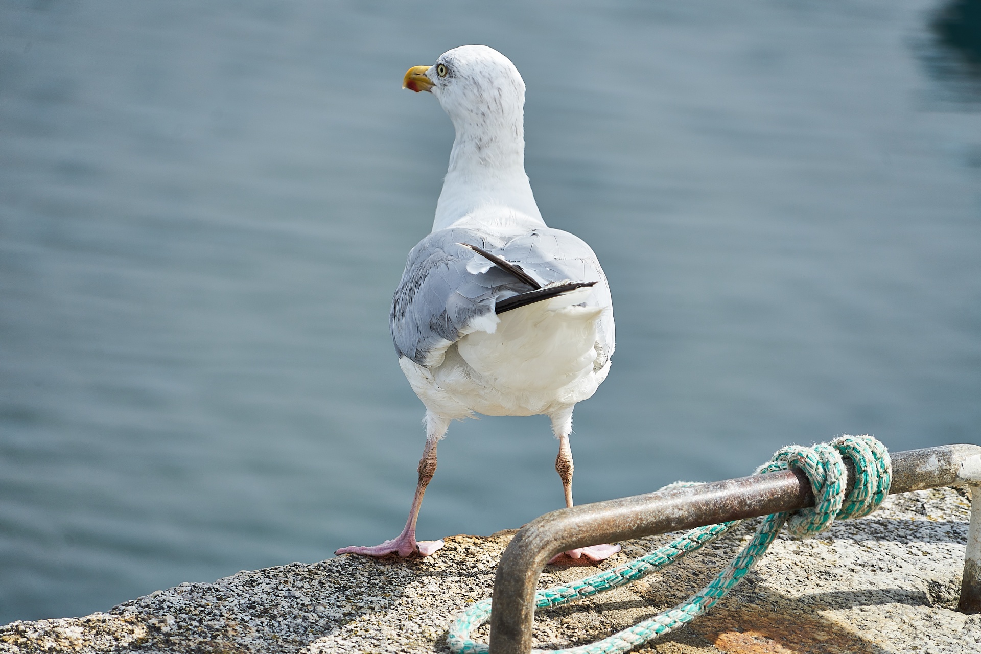 Paukštis,  Kepuraitė,  Paukštis,  Sparnai,  Ornitologija,  Fauna,  Gyvūnas,  Laukinė Gamta,  Plumėjimas,  Snapas