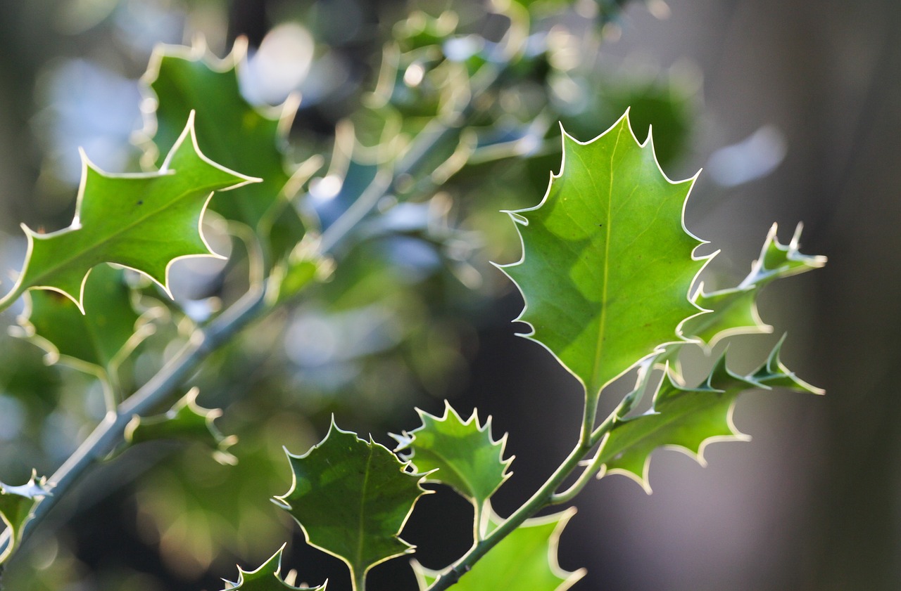 Ilex,  Lapai,  Paskatinti,  Holly,  Smailas,  Dygliuotas,  Krūmas,  Žalias,  Miškas,  Periwinkle