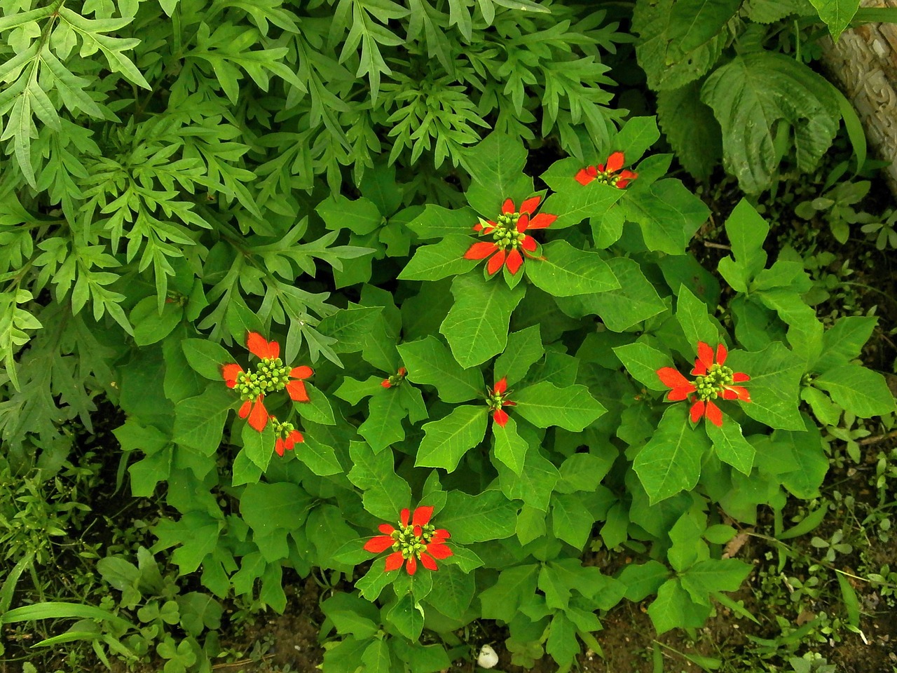 シ ョ ウ ジ ョ ウ ソ ウ, Euphorbiaceae, Vasaros Gėlės, Rudens Gėlės, Oranžinė, Nemokamos Nuotraukos,  Nemokama Licenzija