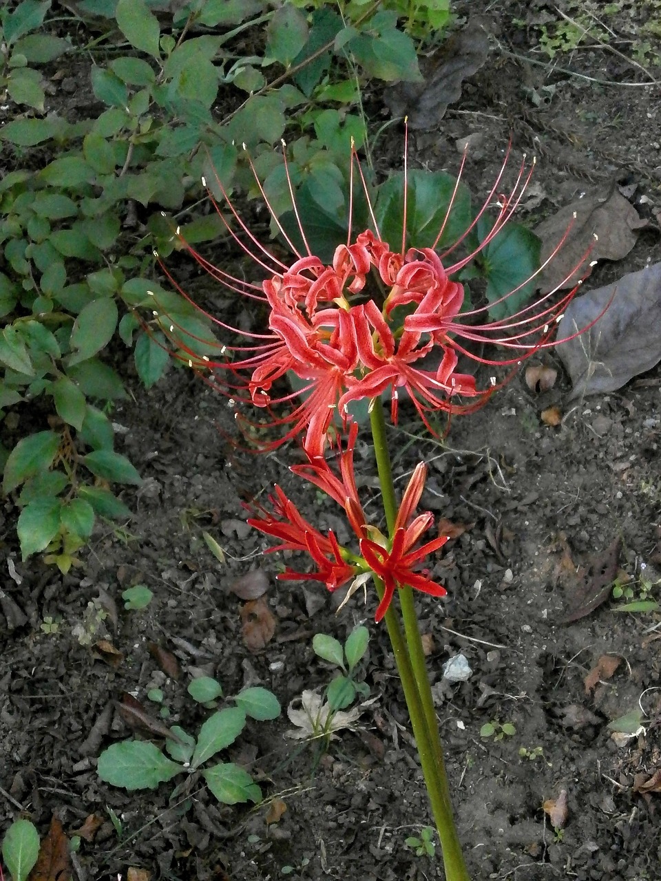 ヒ バ ン バ ナ, Amaryllis, Voras Lelija, Raudonos Gėlės, Rudens Gėlės, Saldymedis, Amaryllidaceae Genties, Nemokamos Nuotraukos,  Nemokama Licenzija