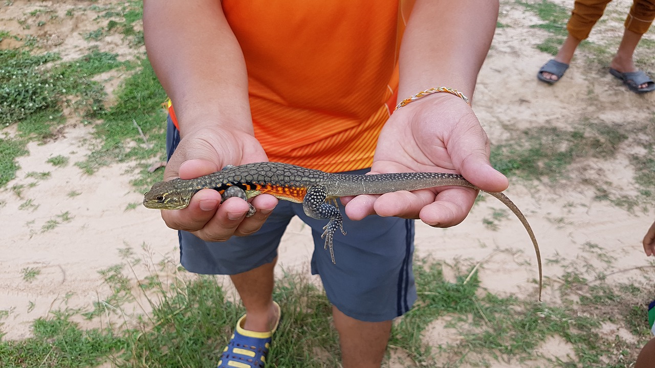 Iguana, Sugauti, Nemokamos Nuotraukos,  Nemokama Licenzija