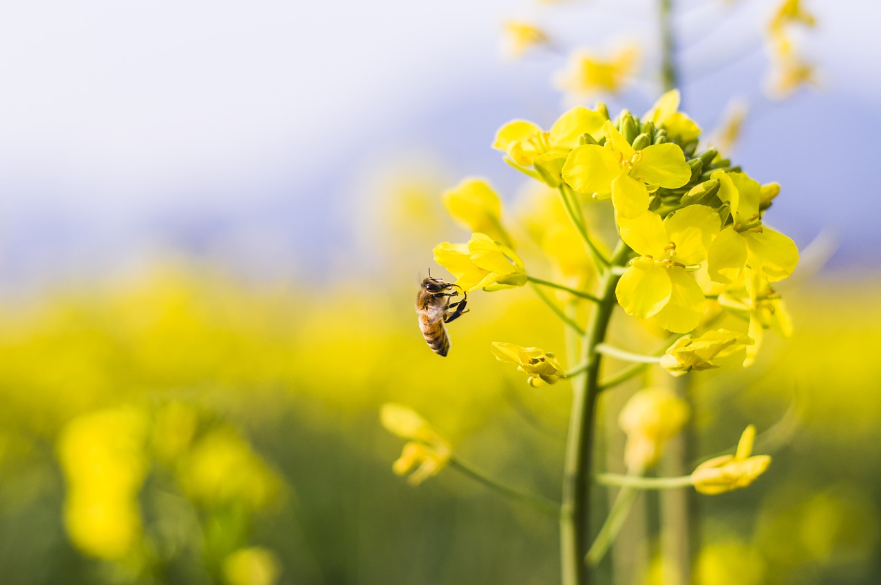 Makro, Bičių, Gyvūnas, Gėlės, Gamta, Nemokamos Nuotraukos,  Nemokama Licenzija