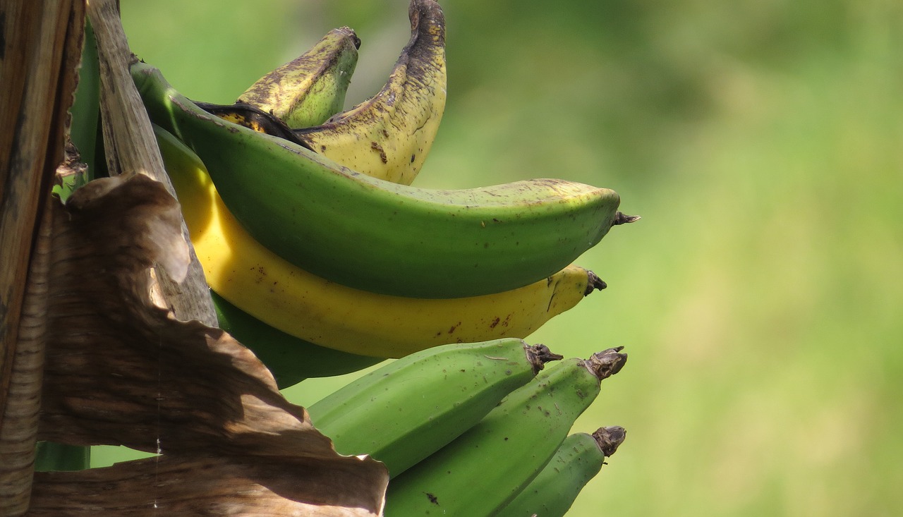 Vaizdas, Gamta, Bananas, Nemokamos Nuotraukos,  Nemokama Licenzija