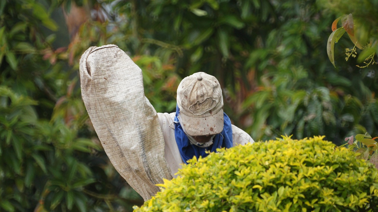 Vaizdai, Plotas, Cafatera, Quindio, Nemokamos Nuotraukos,  Nemokama Licenzija