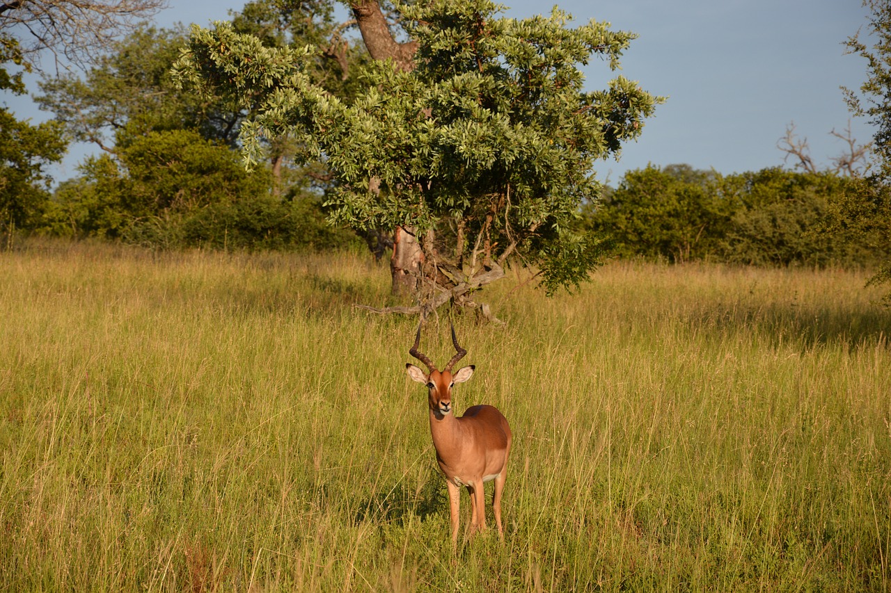 Impala, Spyruoklė, Afrika, Nacionalinis Parkas, Nemokamos Nuotraukos,  Nemokama Licenzija