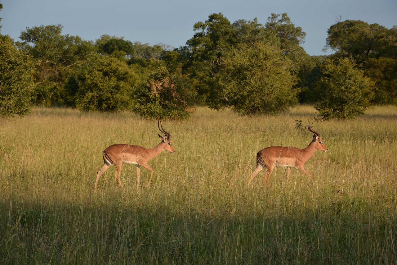 Impala, Pietų Afrika, Stepė, Gamta, Nacionalinis Parkas, Nemokamos Nuotraukos,  Nemokama Licenzija