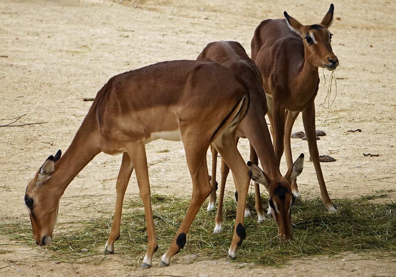 Impala, Zoologijos Sodas, Paketas, Nemokamos Nuotraukos,  Nemokama Licenzija