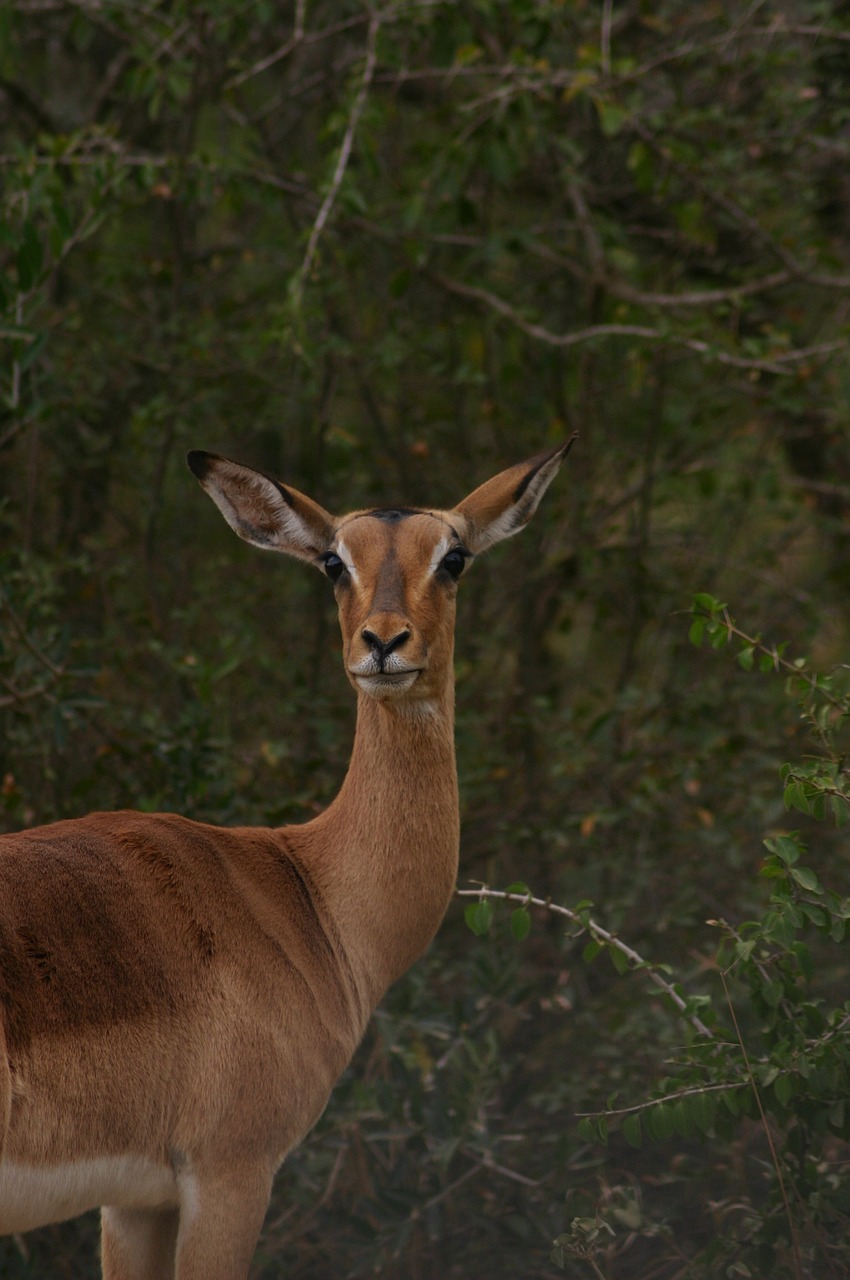 Impala, Pietų Afrika, Laukiniai, Žinduolis, Gyvūnas, Kruger, Gamta, Laukinė Gamta, Antilopė, Safari