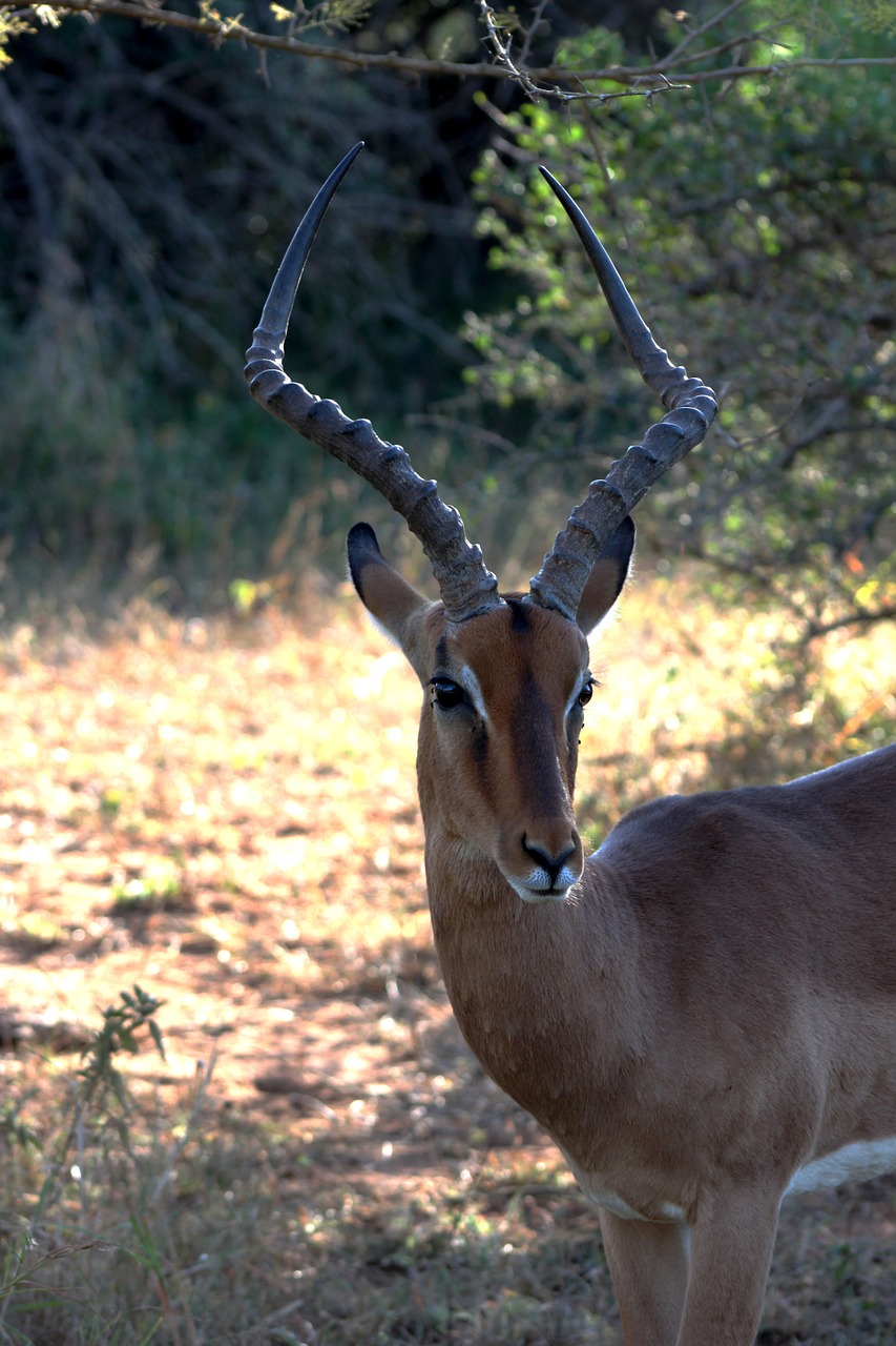 Impala, Afrika, Safari, Laukinė Gamta, Antilopė, Rezervas, Nemokamos Nuotraukos,  Nemokama Licenzija