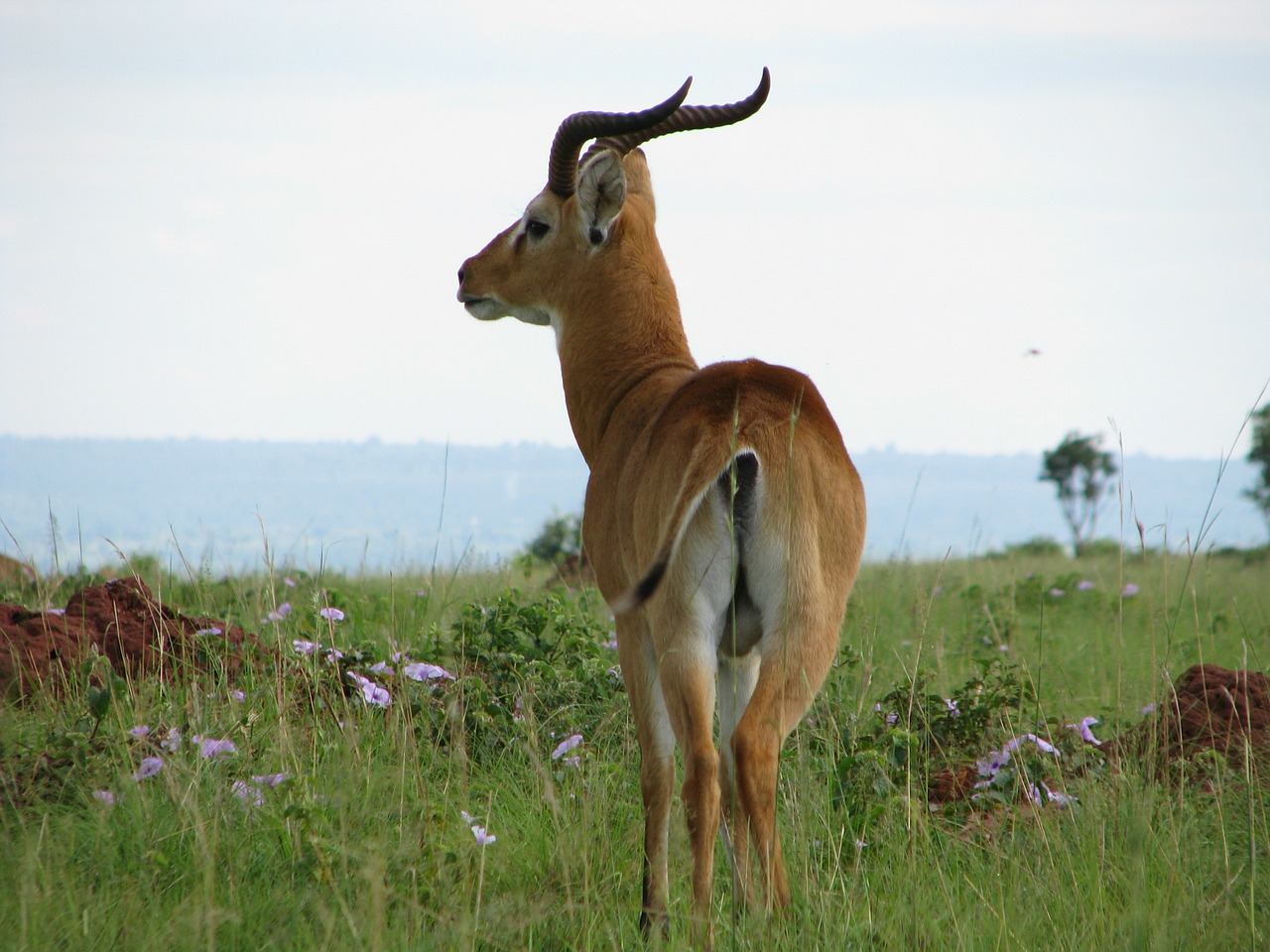 Impala, Antilopė, Gyvūnas, Laukiniai, Laukinė Gamta, Ragai, Žinduolis, Patinas, Bovidae, Safari