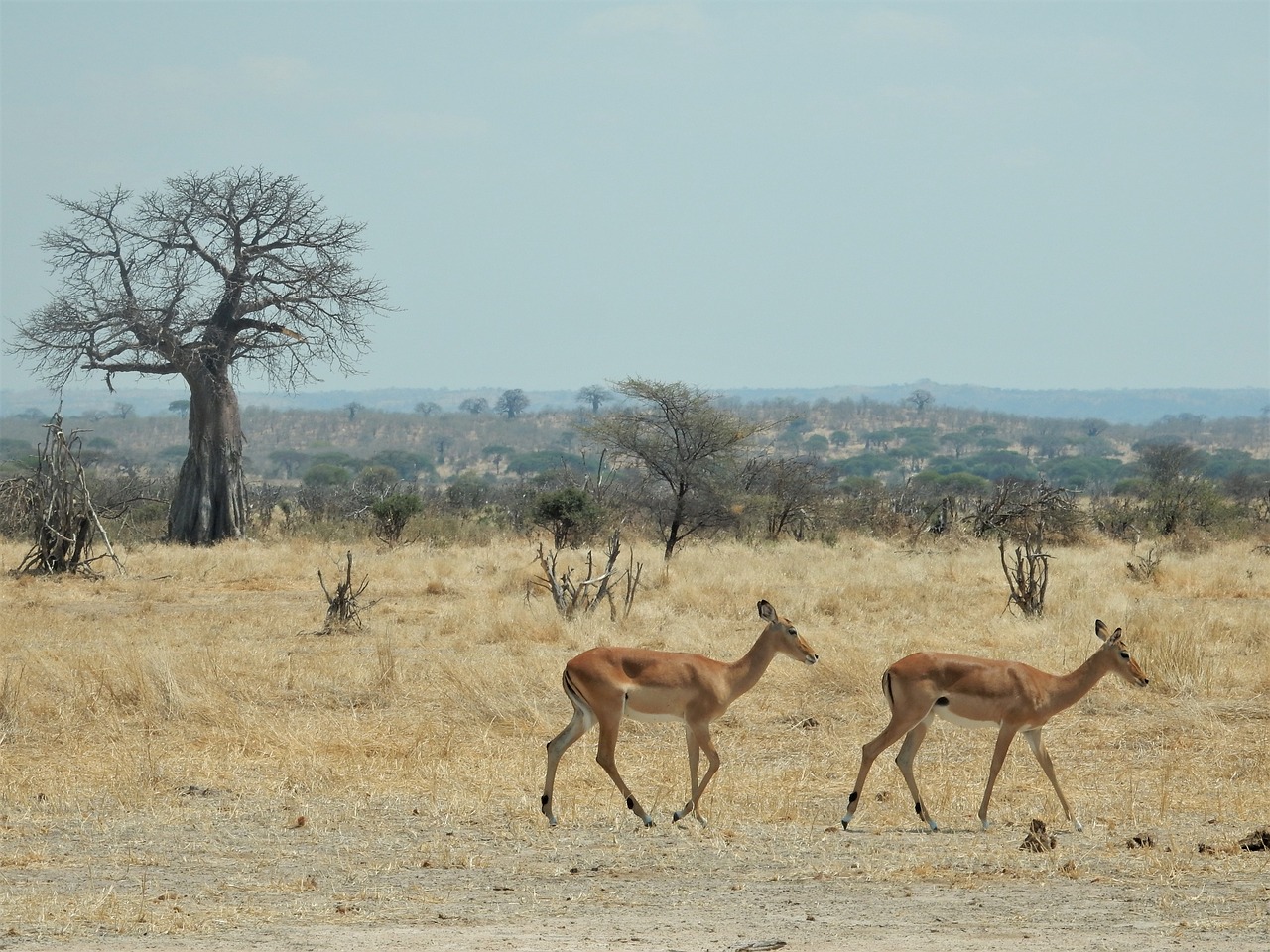 Impala, Baobabas, Savana, Afrika, Tanzanija, Safari, Gamta, Gyvūnas, Kelionė, Kraštovaizdis