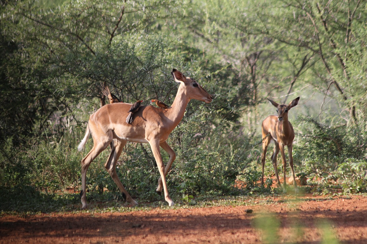 Impala, Gyvūnai, Safari, Afrika, Limpopo, Nemokamos Nuotraukos,  Nemokama Licenzija