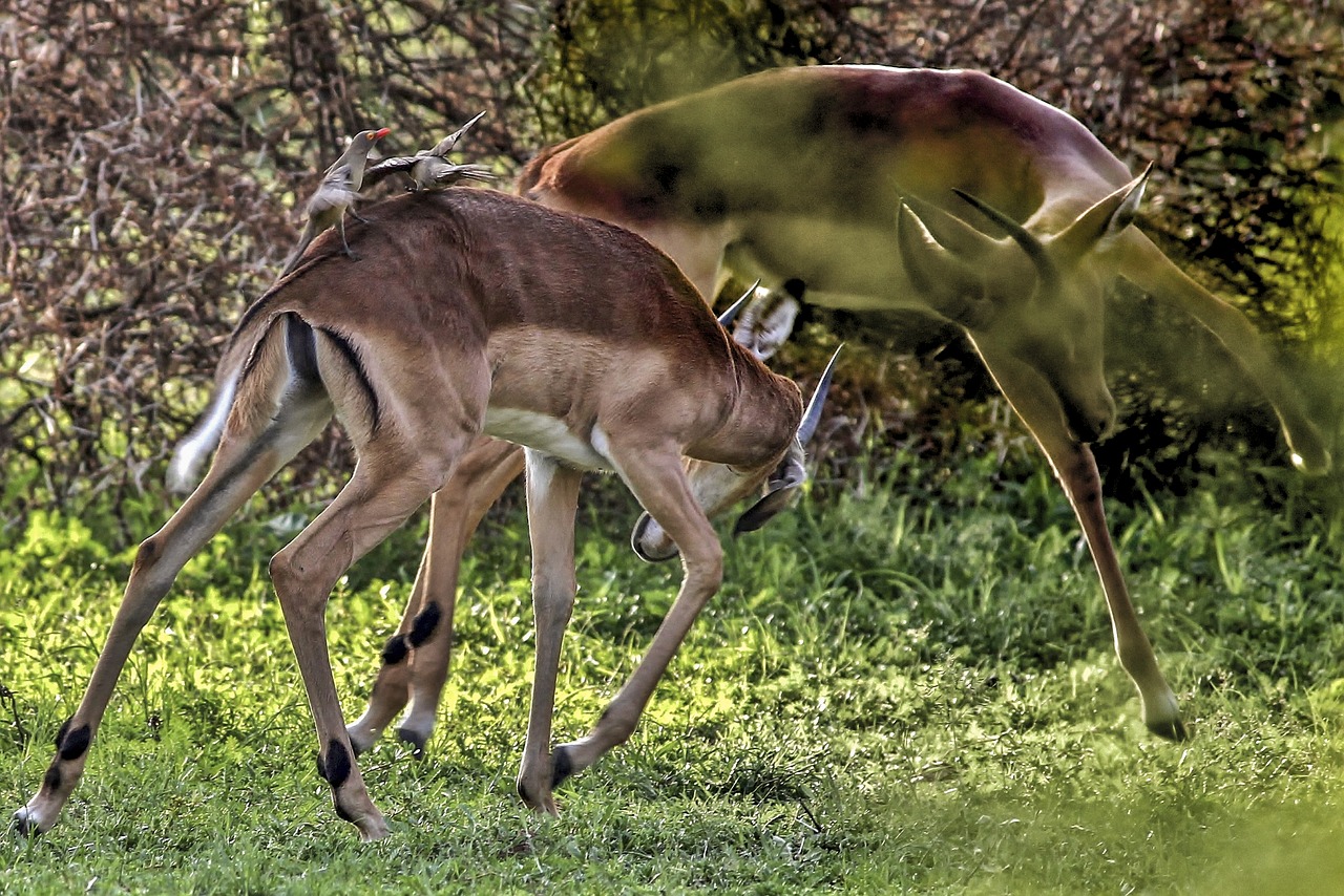 Impala, Laukiniai, Gyvūnas, Pora, Kovos, Gamta, Afrika, Laukinė Gamta, Antilopė, Natūralus