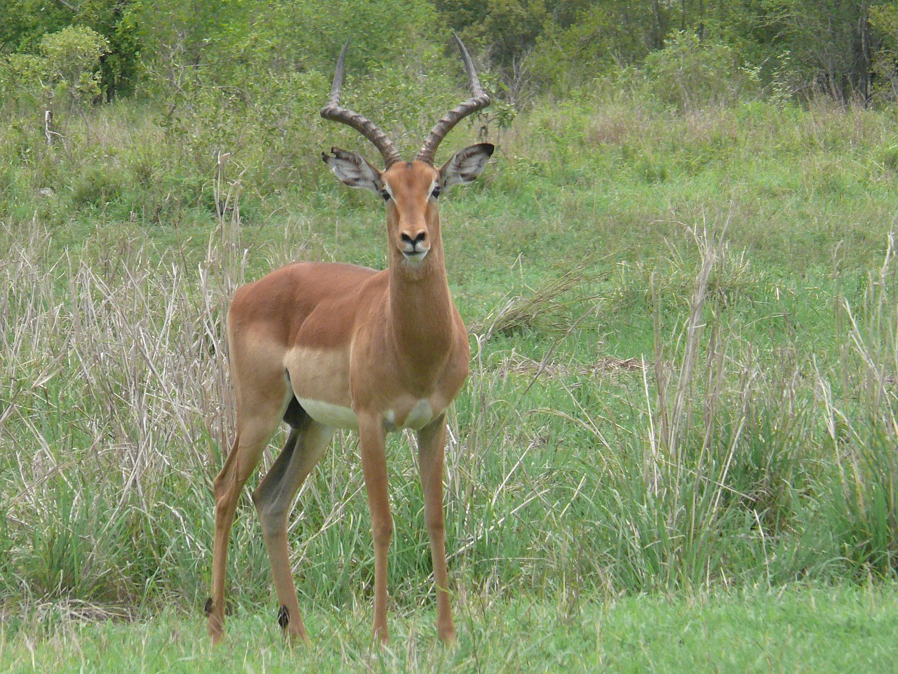 Impala, Gyvūnai, Antilopė, Afrika, Žinduolis, Laukiniai, Žolėdis, Patinas, Ragai, Pietų Afrika