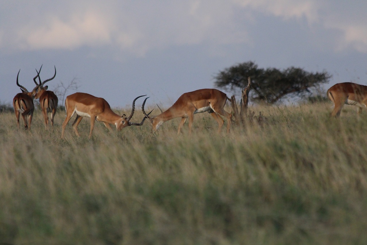 Impala, Kovoti, Kenya, Nemokamos Nuotraukos,  Nemokama Licenzija