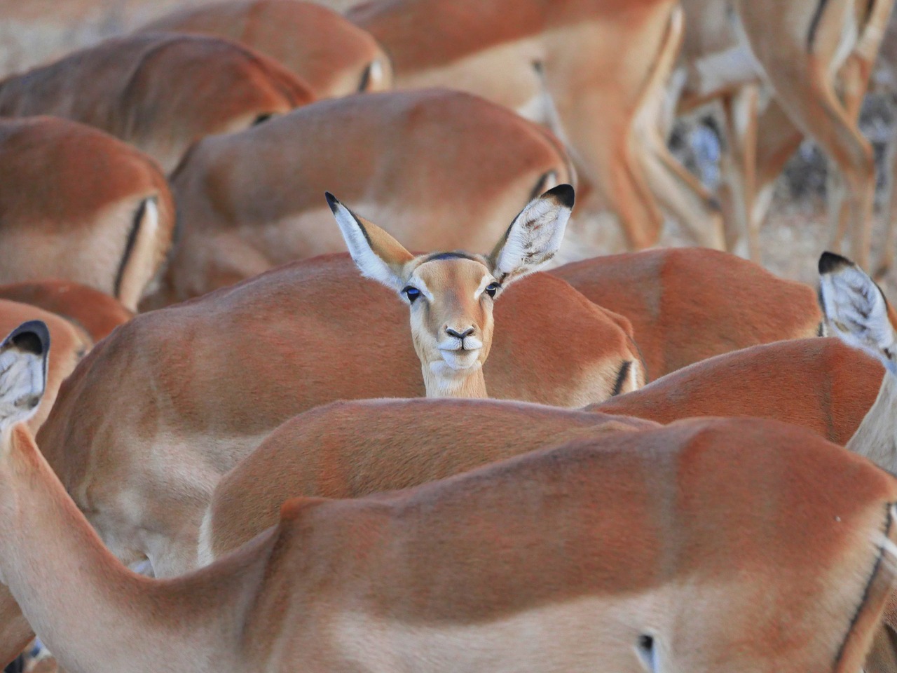 Impala, Flock, Centras, Išsiskirti, Ryškus, Gazelė, Antilopė, Samburu, Nacionalinis Parkas, Kenya