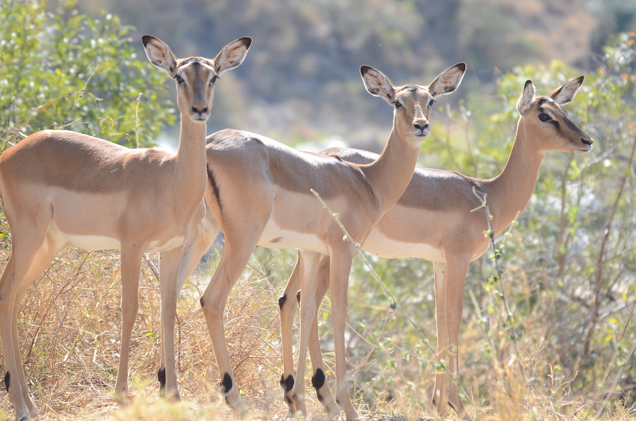 Impala, Laukinė Gamta, Afrika, Antilopė, Safari, Kruger, Laukiniai, Gamta, Gyvūnas, Žinduolis