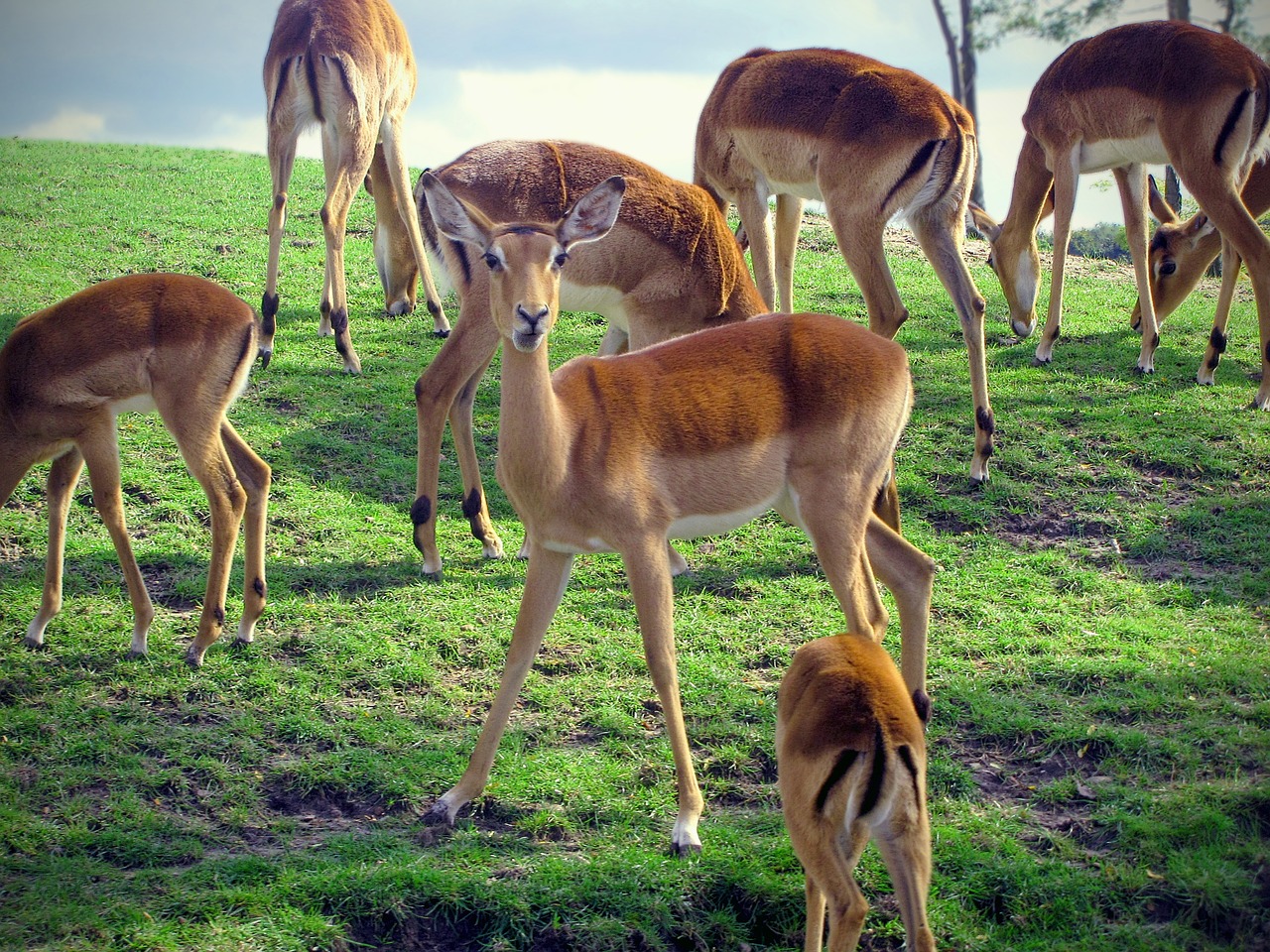 Impala, Bandas, Rooibok, Savana, Safari, Laukiniai Gyvūnai, Dykuma, Fauna, Nemokamos Nuotraukos,  Nemokama Licenzija