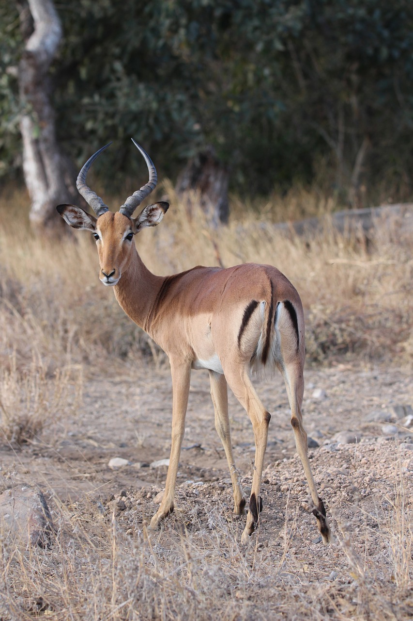 Impala, Buck, Afrika, Antilopė, Laukinė Gamta, Gyvūnas, Gamta, Safari, Laukiniai, Rezervas