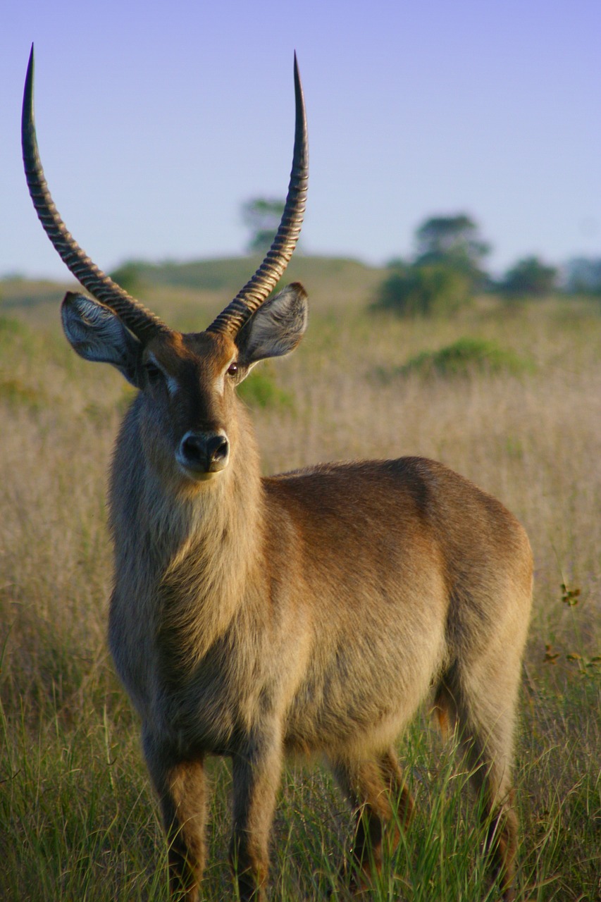 Impala, Aepyceros Melampus, Afrikos, Antilopė, Buck, Laukinė Gamta, Pietų Afrika, Gyvūnas, Nemokamos Nuotraukos,  Nemokama Licenzija