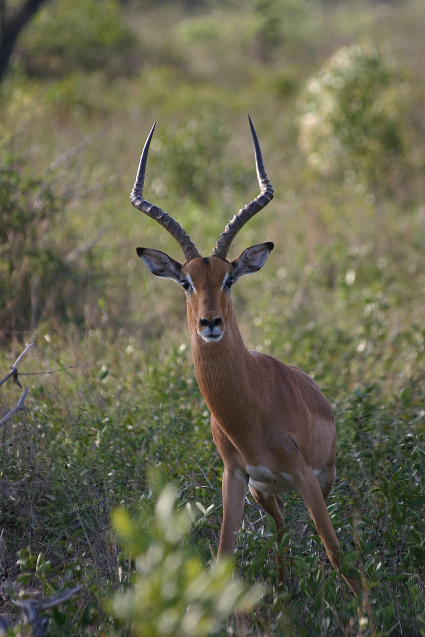 Impala, Antilopė, Afrika, Žinduolis, Safari, Afrikos Antilopė, Aepyceros Melampus, Laukinė Gamta, Afrikos, Dykuma