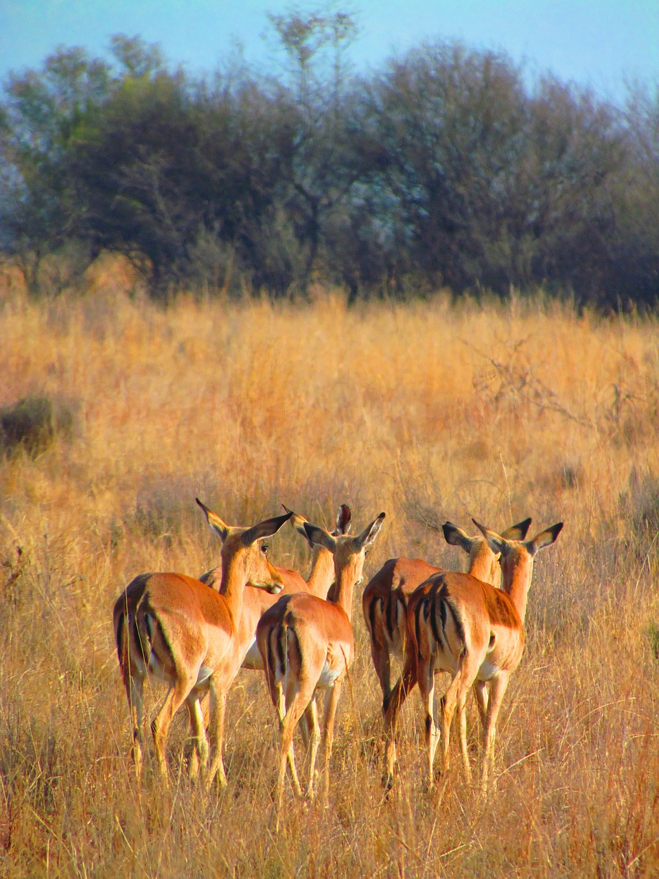Impala, Nueiti, Afrika, Žinduolis, Gamta, Laukiniai, Laukinė Gamta, Palikti, Pietų Afrika, Safari