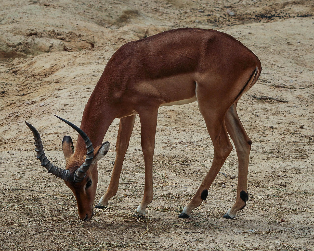 Impala, Buck, Antilopė, Vyrų Impala, Afrikos Antilopė, Aepyceros Melampus, Bendroji Impala, Ragai, Nemokamos Nuotraukos,  Nemokama Licenzija