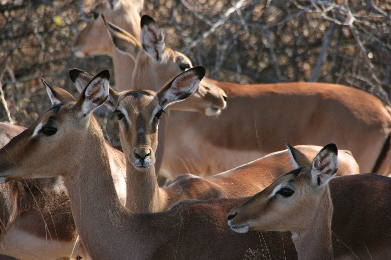 Impala, Pietų Afrika, Kruger Nacionalinis Parkas, Nemokamos Nuotraukos,  Nemokama Licenzija
