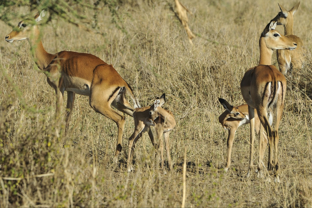 Impala, Ganymas, Savana, Antilopė, Serengeti, Kūdikiai, Jaunas, Suaugusieji, Žolė, Tanzanija