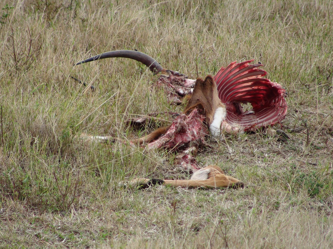 Impala,  Miręs,  Skerdenos,  Gyvūnas,  Žinduolis,  Laukinė Gamta,  Afrika,  Gamta,  Plėšrikas, Nemokamos Nuotraukos