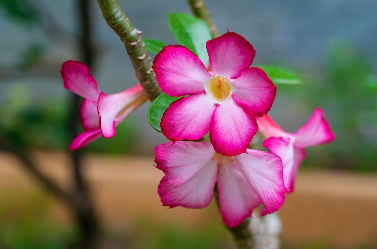 Impala Lelija,  Dykumos Rožė,  Adenium Obesum,  Rožinis,  Pobūdį,  Tailandas,  Gėlės,  Floros,  Augalų,  Iš Arti