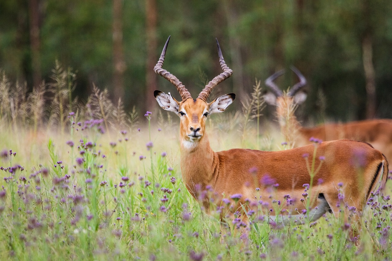 Impala Avinai, Akys, Žiūri, Galva, Veidas, Ausys, Smalsus, Įdomu, Ausis Ragai, Nosis