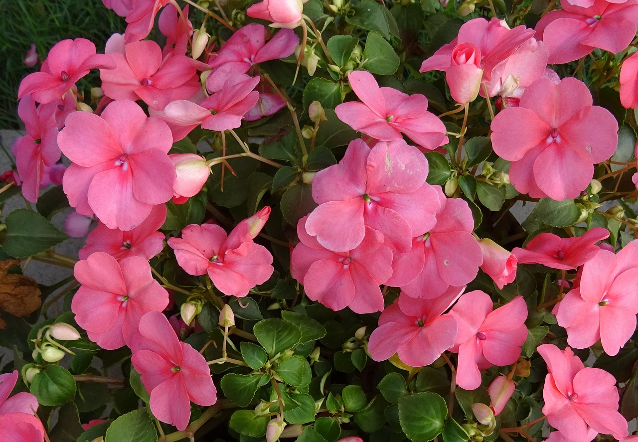 Impatiens, Impatiens Walleriana, Gėlė, Impatiens Sultanii, Užsiėmęs Lizzie, Balzamas, Sultana, Flora, Kolkata, Indija