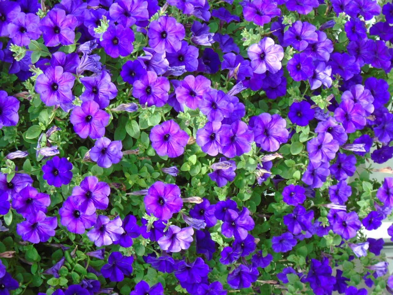 Impatiens, Violetinė, Augalas, Gėlė, Sodas, Žydi, Žiedas, Pavasaris, Gėlių, Dizainas