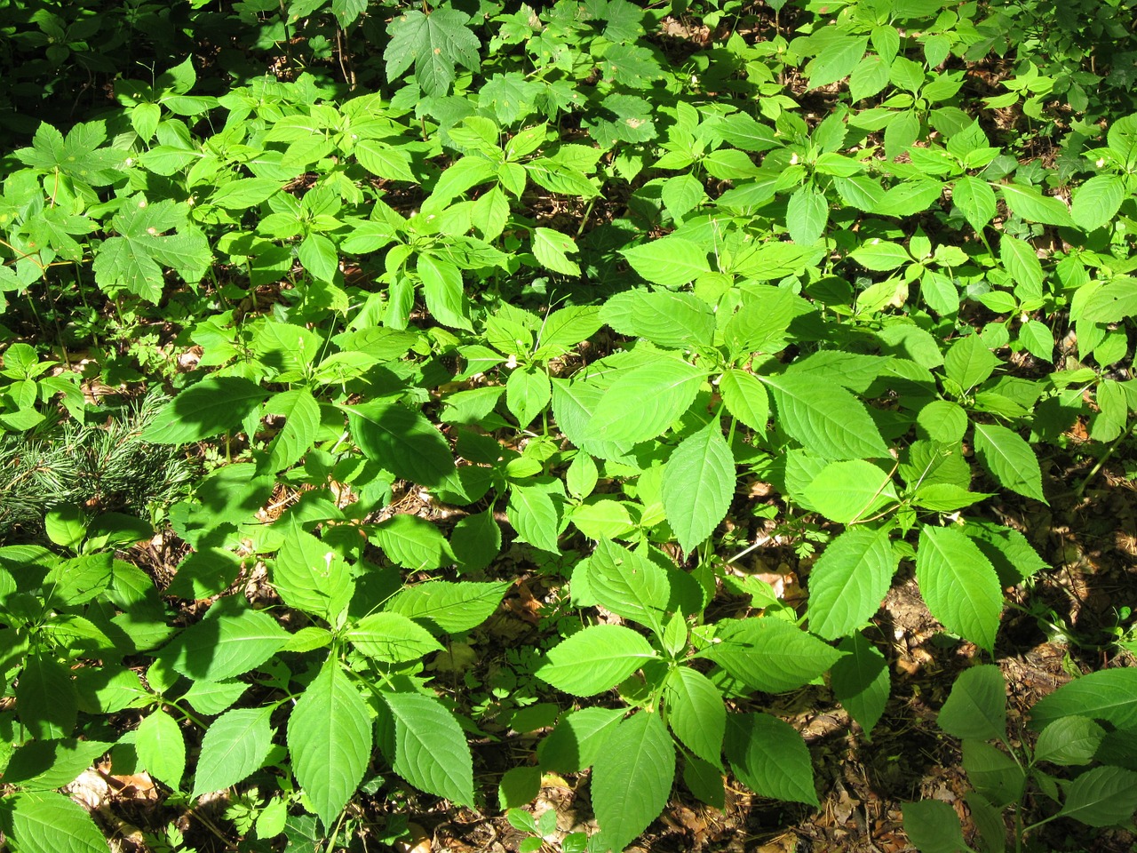 Impatiens, Jewelweed, Touch-Me-Not, Wildflower, Botanika, Flora, Augalas, Lapai, Šviežias, Šviesus