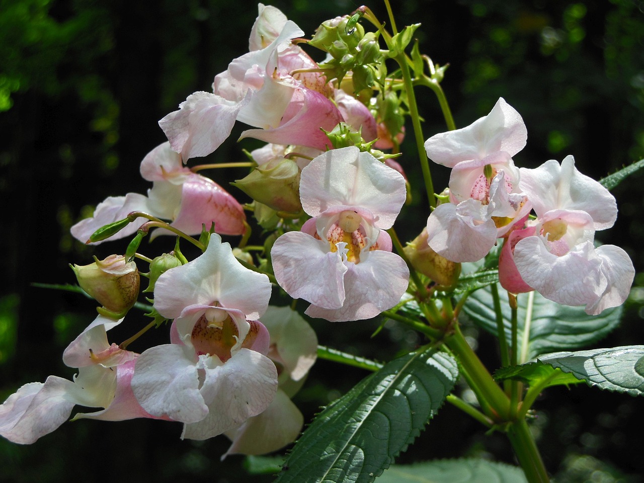 Impatiens Glandulifera, Gėlė, Gamta, Rožinė Gėlė, Žiedas, Nemokamos Nuotraukos,  Nemokama Licenzija