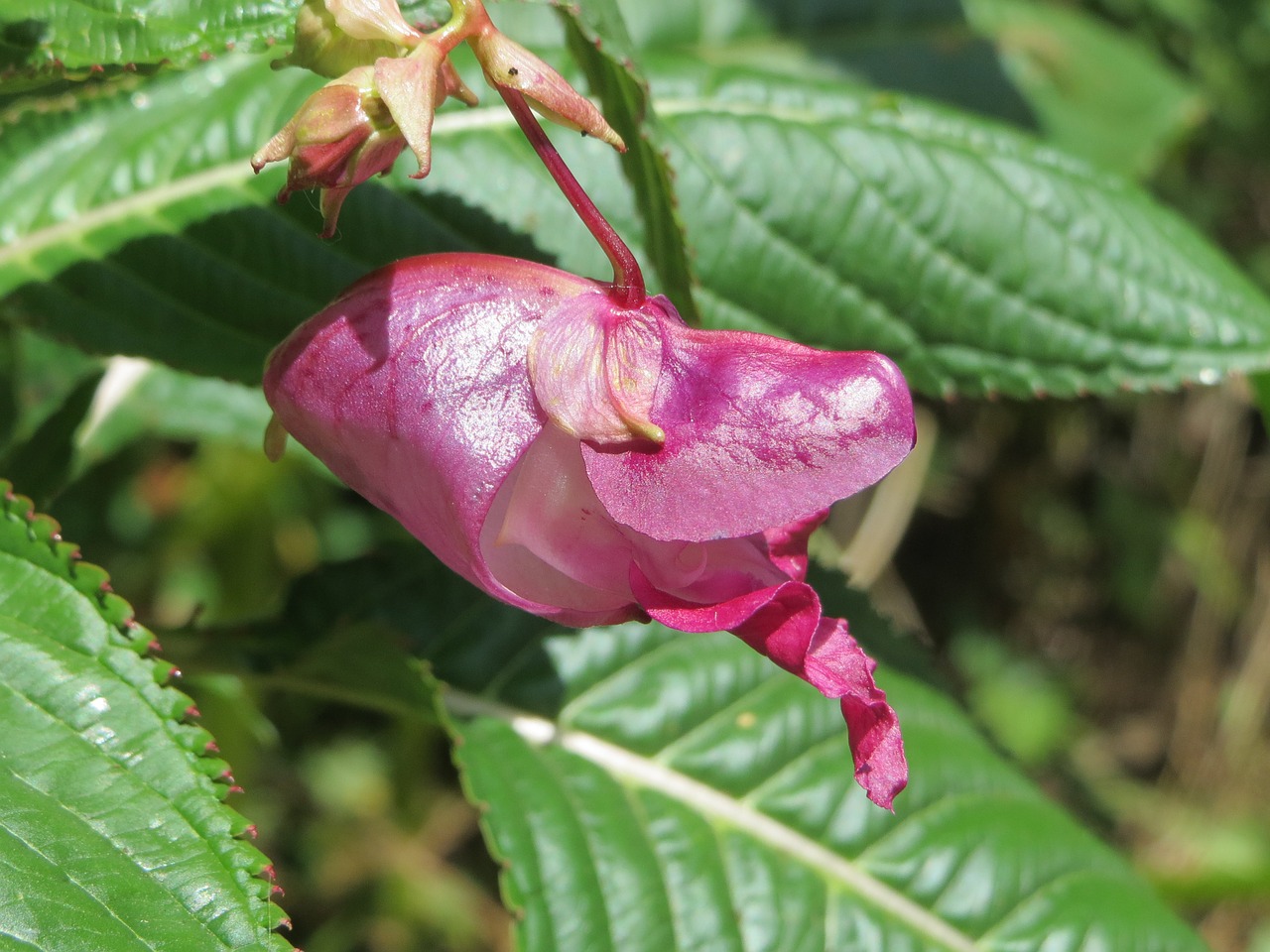 Impatiens Glandulifera, Policijos Šalmas, Bobby Tops, Vario Viršūnės, Ir Gnomos Hatstand, Himalajų Balzamas, Pabučiuojamos Kalno, Wildflower, Flora, Makro