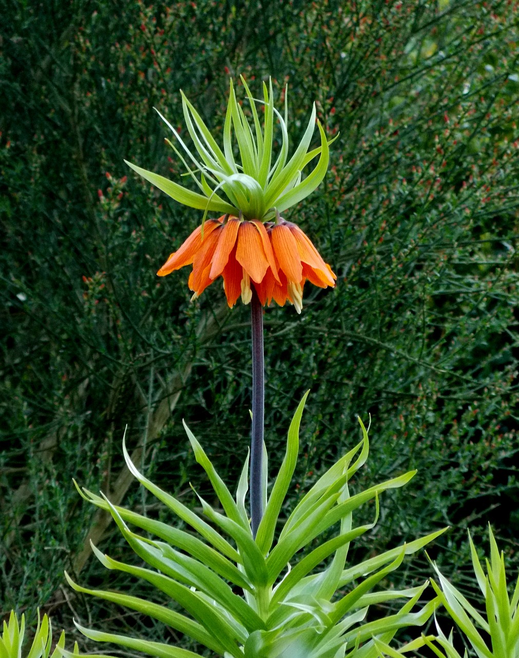 Imperijos Karūna, Lelijos Šeima, Žolinis Augalas, Augalas, Flora, Dekoratyvinis Augalas, Oranžinė, Gėlės, Žiedlapiai, Sodas