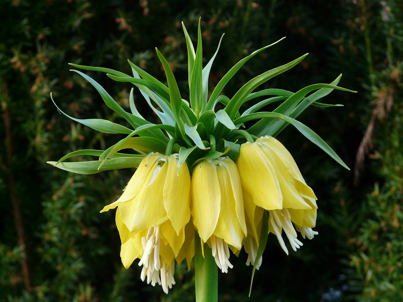 Imperijos Karūna, Žiedas, Žydėti, Gėlė, Augalas, Geltona, Fritillaria Imperialis, Fritillaria, Lelijos Šeima, Liliaceae