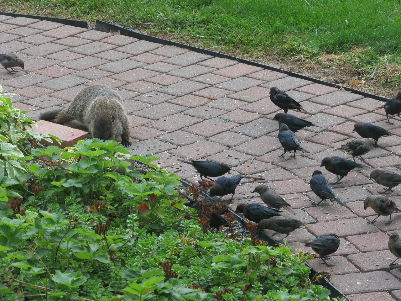 Siaubas,  Starlings,  Susitikimas,  Sėklos,  Šaligatvis,  Gyvūnai,  Svarbus Susitikimas, Nemokamos Nuotraukos,  Nemokama Licenzija