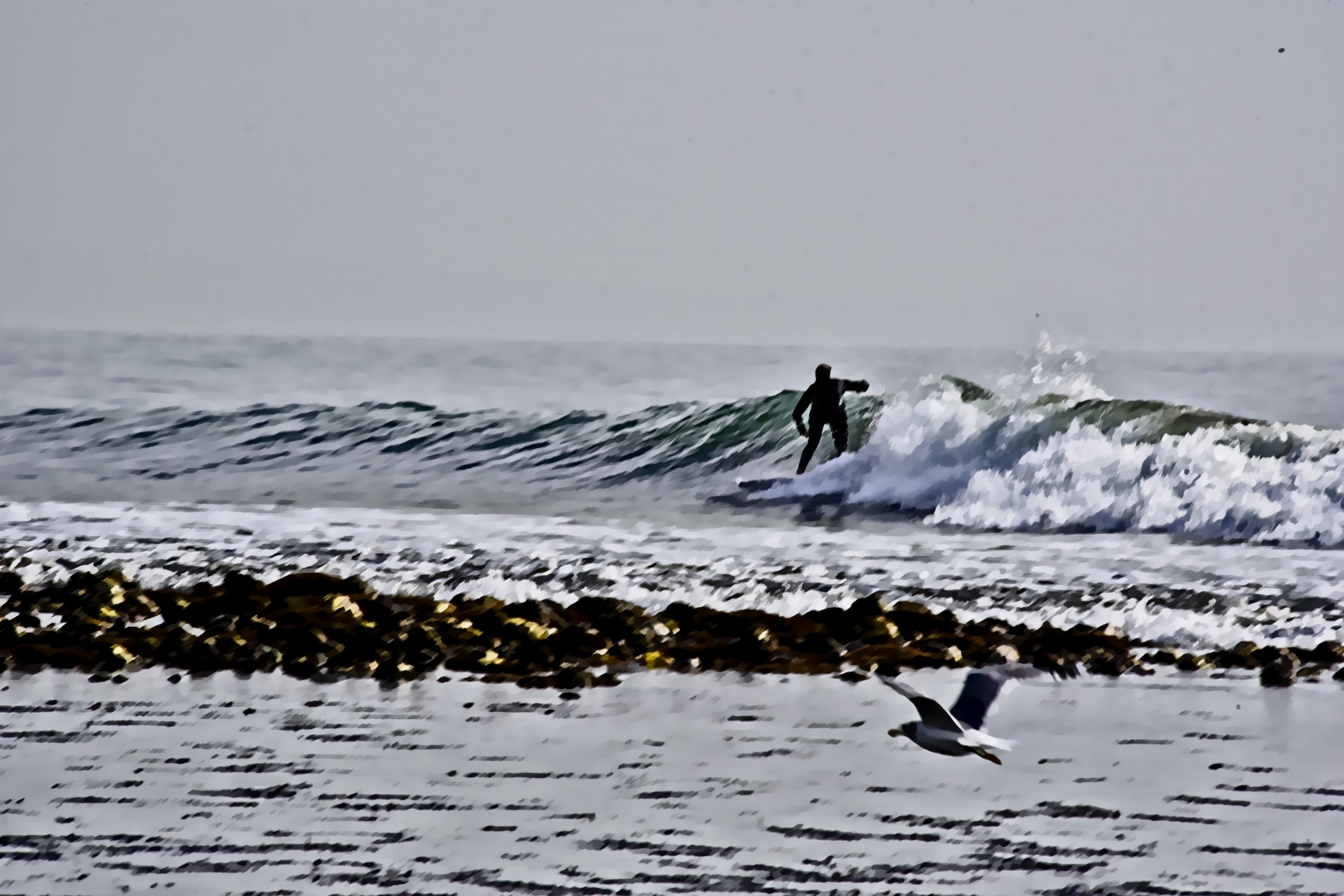 Surfer,  Kiekvienas,  Kaukolės,  Žuvėdros,  Banga,  Impressionistinis,  Impresionistinis Banglentininkas, Nemokamos Nuotraukos,  Nemokama Licenzija