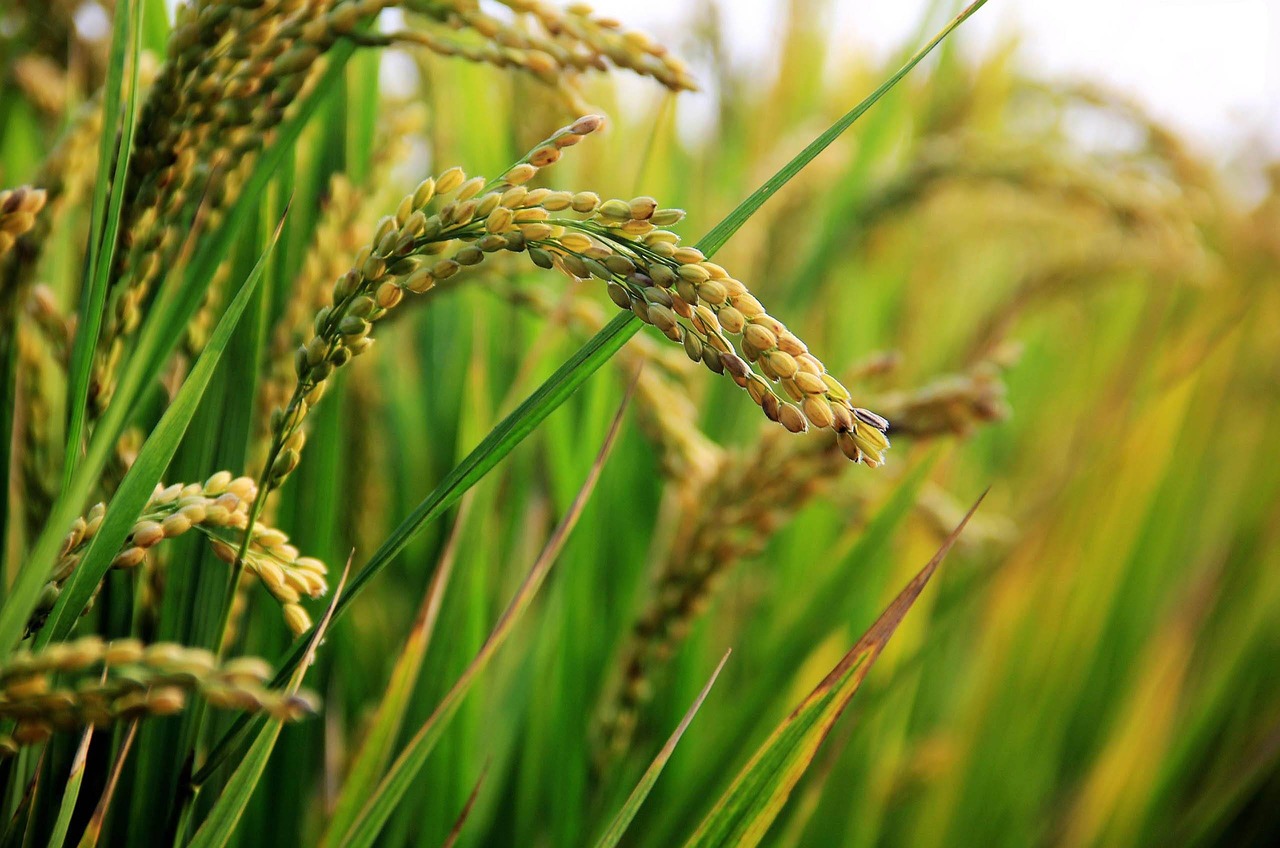 Ryžių Lauke, Ryžiai, Nemokamos Nuotraukos,  Nemokama Licenzija