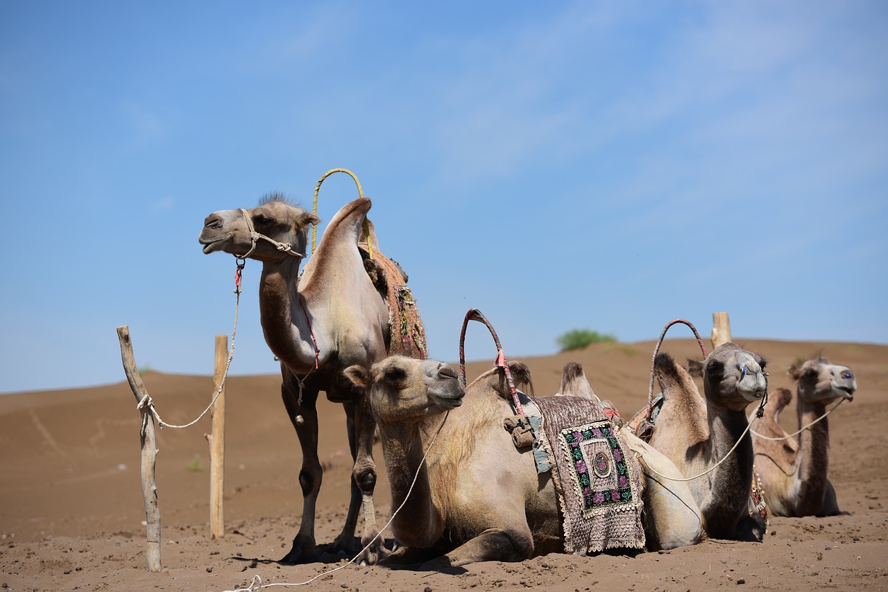 Xinjiang, Dykuma, Turpan, Kupranugaris, Kraštovaizdis, Nemokamos Nuotraukos,  Nemokama Licenzija