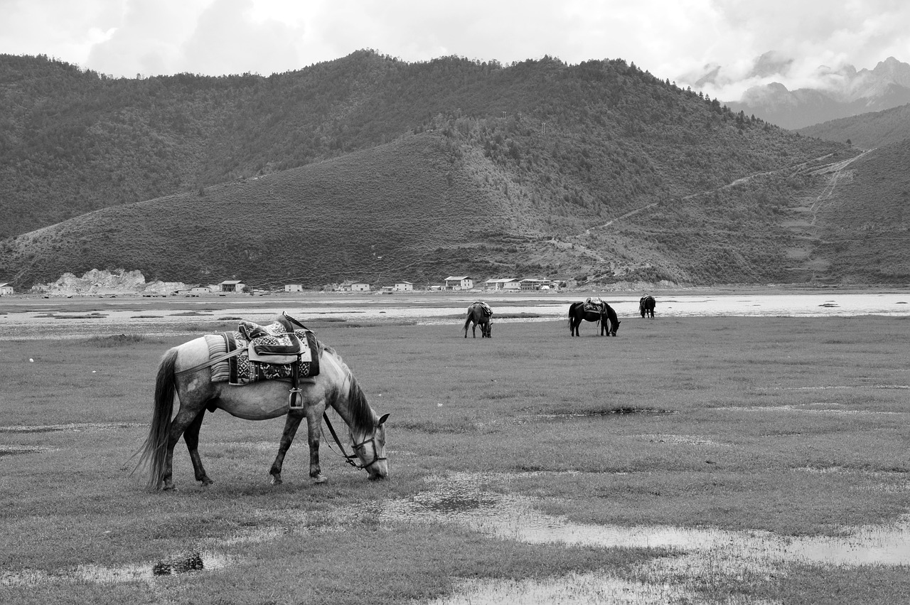 Yunnan Provincijoje, Prairie, Arklys, Nemokamos Nuotraukos,  Nemokama Licenzija