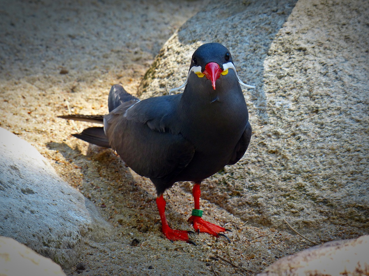 Inca Tern, Schwalbe, Paukštis, Gyvūnas, Vandens Paukštis, Nemokamos Nuotraukos,  Nemokama Licenzija