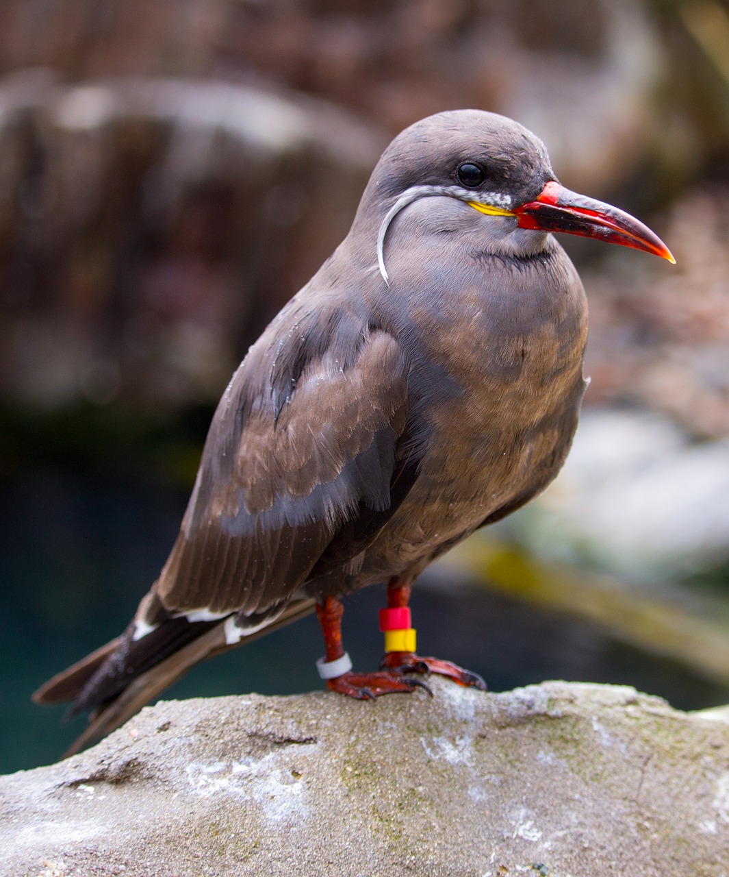 Inca Tern, Inca, Ternas, Larosterna, Paukštis, Antarctic, Ornitologija, Paukščių Stebėjimas, Gamta, Šaltas