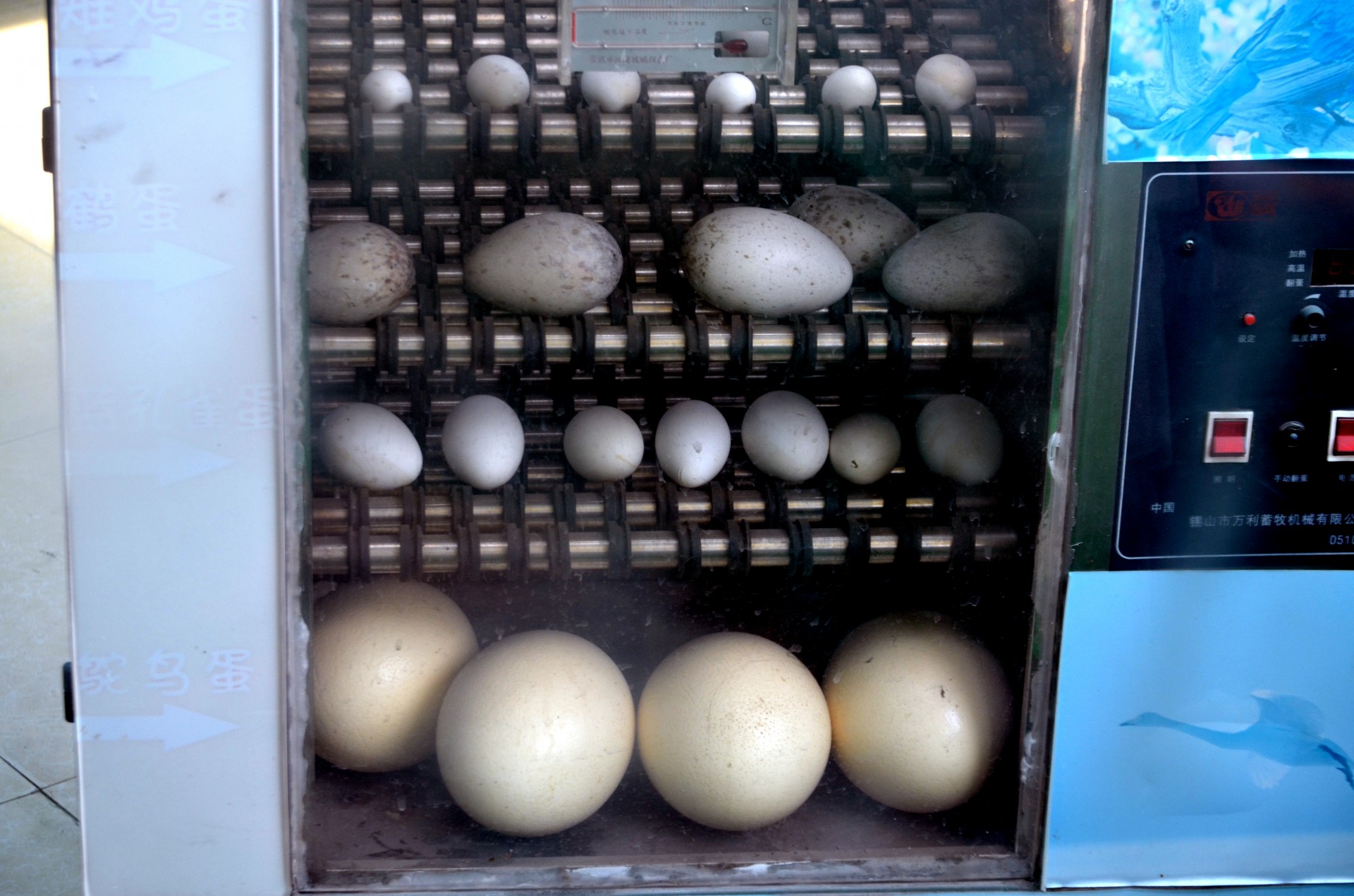 Почему пищит инкубатор. Инкубация страусиных яиц эму. Инкубация страусиных яиц в инкубаторе. Инкубатор для яиц 112шт. Инкубация Амераукана золотоы.