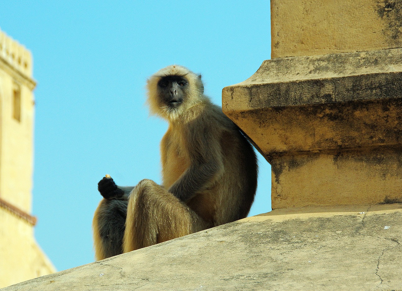 Indija, Beždžionė, Primatas, Gyvūnas, Laukiniai, Žinduolis, Nemokamos Nuotraukos,  Nemokama Licenzija